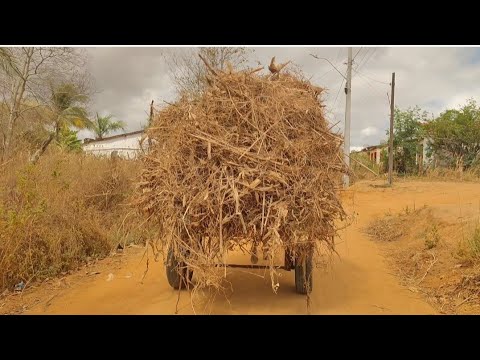 Área rural de palmeira dos índios e Estrela de Alagoas. AL. 20/01/2026