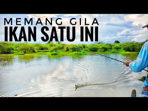 Casting gabus dan ikan toman disaat air surut