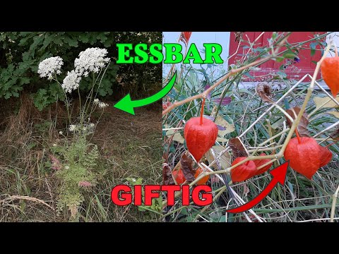 40 essbare Wildpflanzen in Stadt und Wald, die du kennen solltest