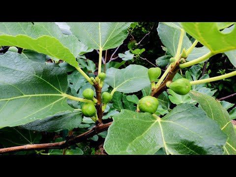Too Much RAIN: What this means for the FIGS!