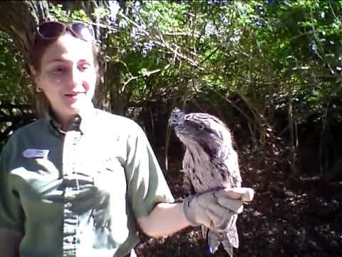 FROG MOUTH OWL LIKE BIRD SUNBATHING (A GREAT DESCRIPTION FROM ITS KEEPER)