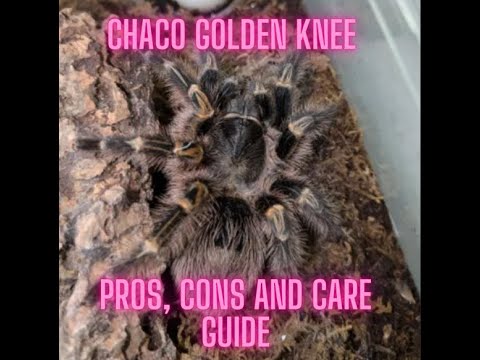 Grammostola pulchripes (Chaco Golden Knee) — výhody, nevýhody a sprievodca chovom (Juice's Arthropods)