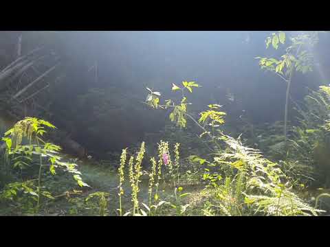 Do You Feel Sad?  |Guidance: No Fear No Sadness|