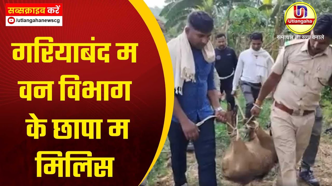 गरियाबंद म वन विभाग के छापा म मिलिस