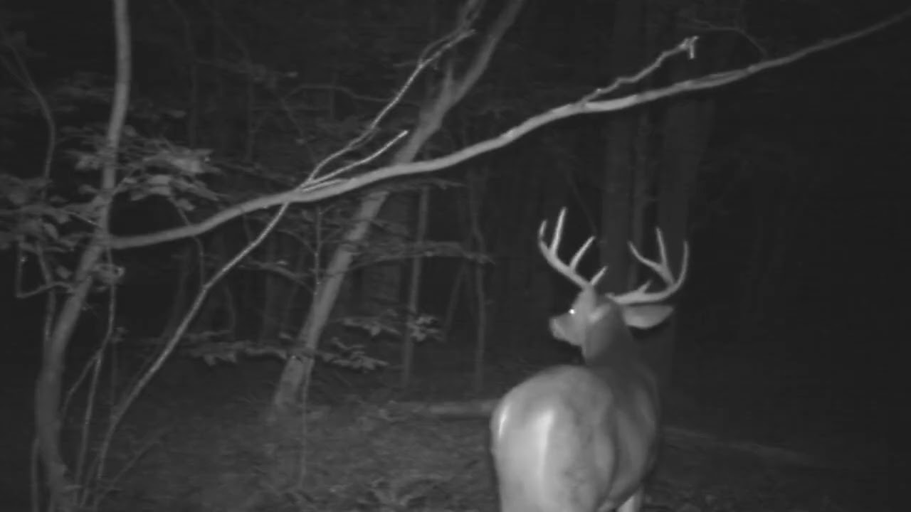 I hope I can upload this video from a trail cam on the KQDC