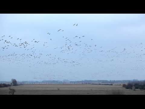 Abenteuer Niederrhein - Wildgänse - De Gelderse Poort