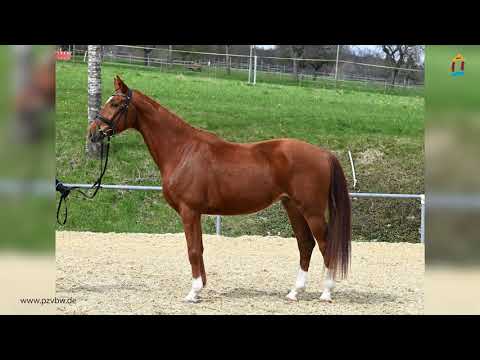 Friedrich *2017 v. Fürst Grandios - Ricordo di Leny