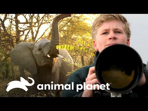 download lagu mp3 mp4 A De Animal Fotografas, download mp3 A De Animal Fotografas free downloadn, video klip A De Animal Fotografas