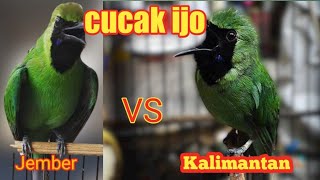 Download lagu Cucak ijo Jember vs Kalimantan mp3