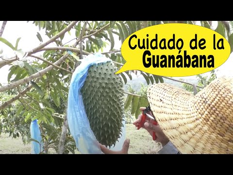 Secretos del Cultivo de la Guanábana: Un viaje a la finca.