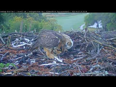 Savannah GHO Nest - What's on the menu for breakfast