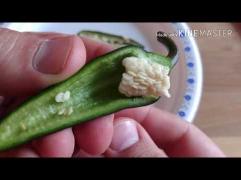 download lagu mp3 mp4 Hungarian Black Chili Pepper, download lagu Hungarian Black Chili Pepper gratis, unduh video klip Hungarian Black Chili Pepper