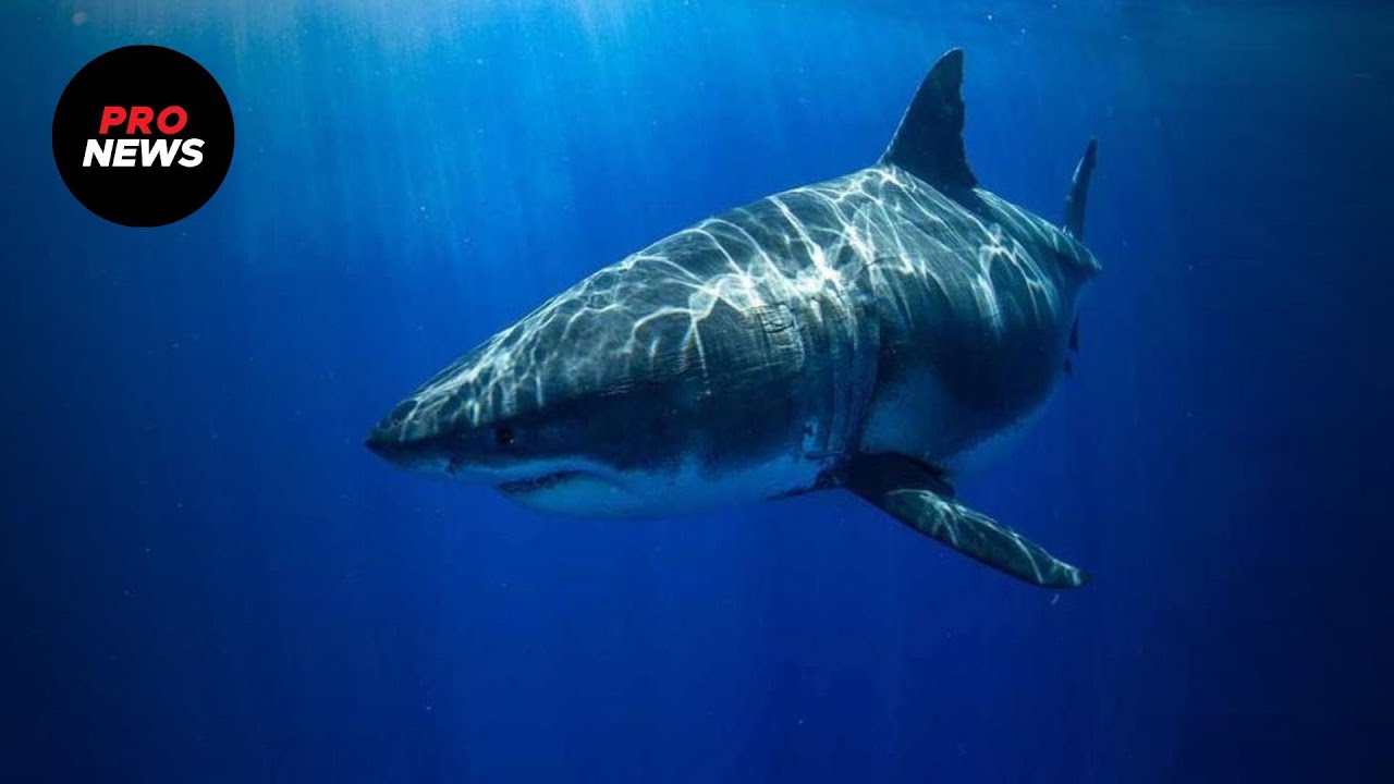 "Provoziere den Hai nicht, wenn du ihn triffst"warnt griechischer Biologieprofessor (Video)