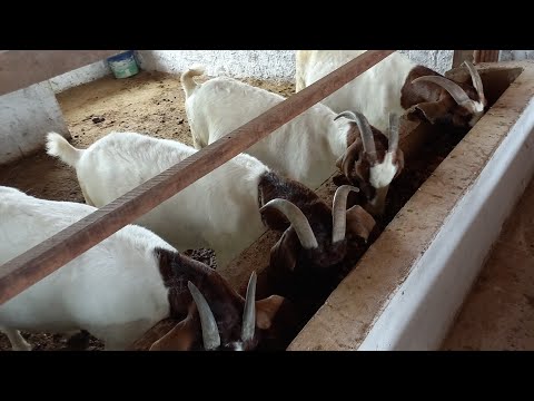 FUI CONHECER UM CRIADOR DE CABRAS BOER E OVELHAS DORPER EM CATURITE-PB CAPRIL VISTA SERRANA 