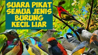 Download lagu Suara Pikat Semua Jenis Burung Kecil Liar mp3