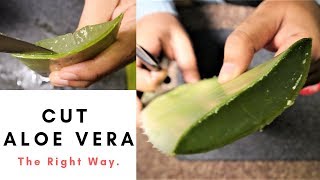Aloe Vera Gel | How to Cut Aloe Vera Leaf | Cut and Store Aloe Vera
