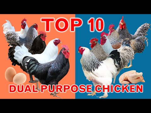 , title : 'Top 10 Fast-Growing Dual Purpose Chicken Breeds | Highest Average Daily Gain | Meat and Egg'