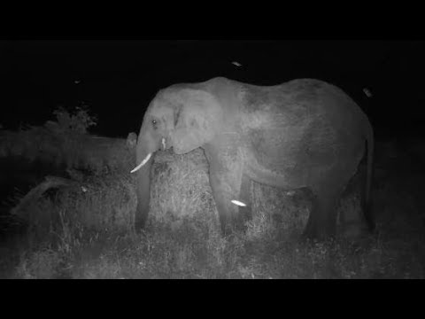 Djuma: Lone Elephant-Pt:1 - 00:47 - 03/10/20