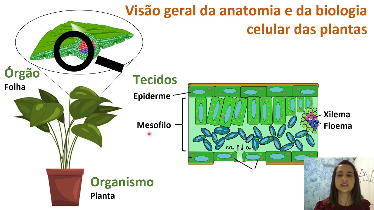 Fisiologia Vegetal - Células, Tecidos e Órgãos Vegetais
