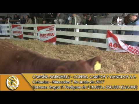 07-06-17 Venta de Terneras - AGROMELU - Remate 80º Aniversario - Campos y Ganados S.A. - Cañuelas
