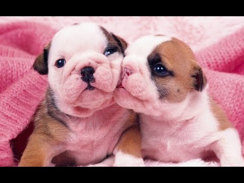 download lagu mp3 mp4 Animaux Qui S Embrassent, download lagu Animaux Qui S Embrassent gratis, unduh video klip Animaux Qui S Embrassent