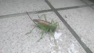 《閲覧注意》水を飲むコロギス(雨水レビュー)