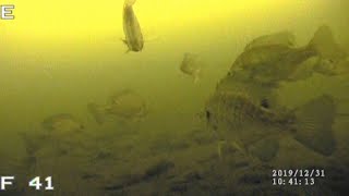 BASS, BLUEGILLS & PERCH | Ice Fishing with UNDERWATER CAMERA