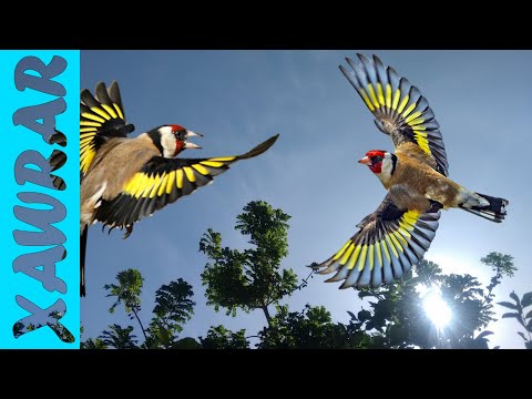 TÉLÉCHARGER CHANT MAKNINE GRATUIT