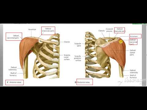 Shoulder muscles nerve supply