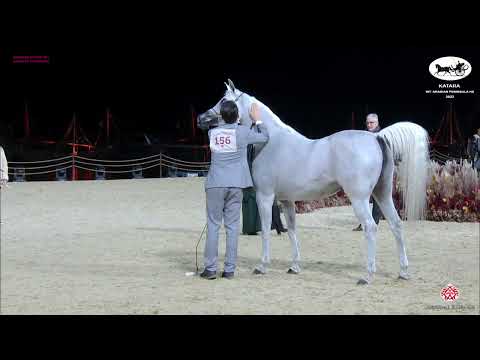 N 156 SHAHRAZAD AL WAAB   Katara Int  Arabian Peninsula Horse Show 2022   Mares 4 to 6 Years Old Cla