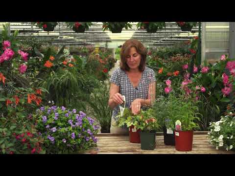 download lagu mp3 mp4 Celosia Plant Annual Or Perennial, download lagu Celosia Plant Annual Or Perennial gratis, unduh video klip Celosia Plant Annual Or Perennial