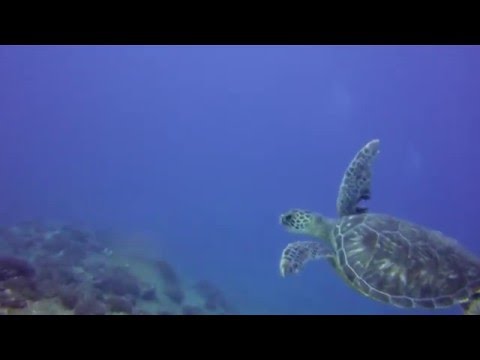 Ambers Arches Reef Dive: Green Sea Turtle Spotting