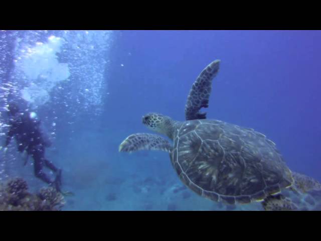 Ambers Arches Reef Dive: Green Sea Turtle Spotting