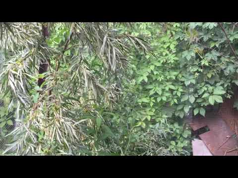 Зимний обзор на летний вольер для певчих птиц