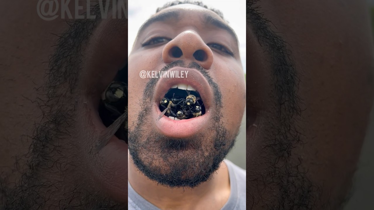 Eastern Carpenter Bees! 🐝 🐝