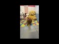 Toy Poodle cachorro