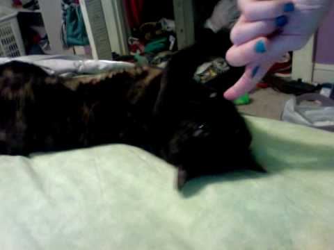 Mah kitteh number one