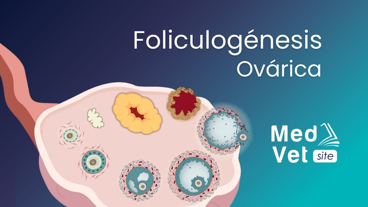Foliculogénesis. Proceso competo.