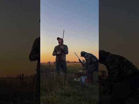 Dove hunting in Argentina near Buenos Aires – skip the Córdoba myth