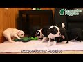 Boston Terrier dogs for sale: Morris - Video 1