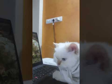 cat of Shubhra playing with laptop