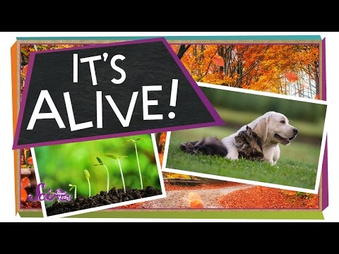 What Makes Something "Alive"? | Biology for Kids