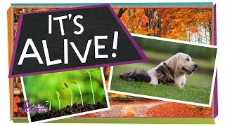 What Makes Something "Alive"? | Biology for Kids