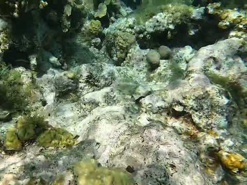 Snorkeling at Playa Kenepa (Grota Knip) - Curaçao