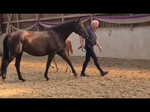 Hengstfohlen 2023 von Viva Vitalis