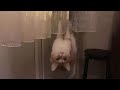 Unexplained Cat Behavior! Unbelievable Cat Videos