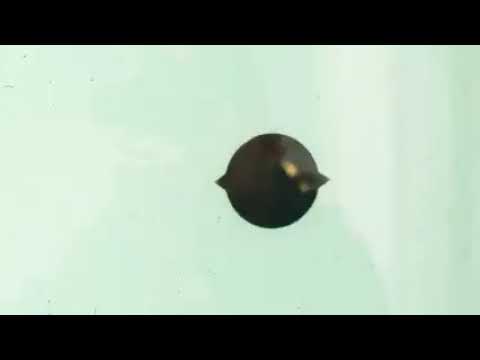 jamby el favo / la fama