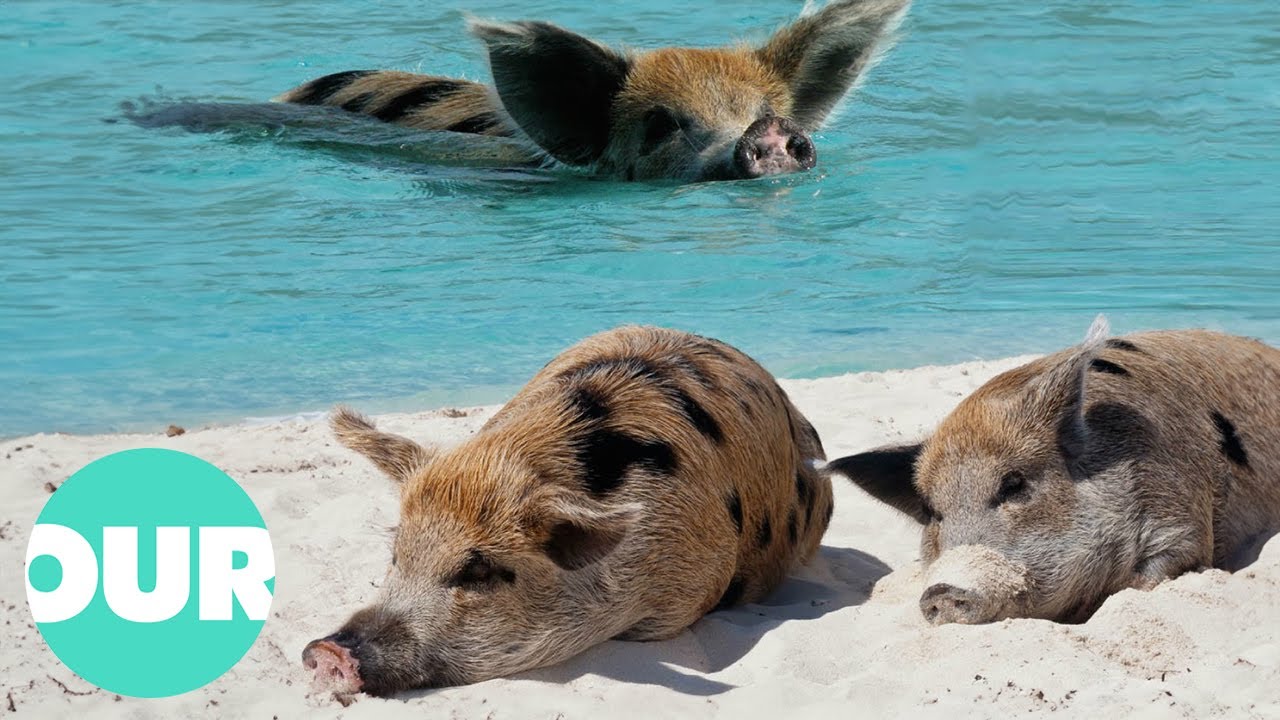 Discover a Beach Full of Cuteness