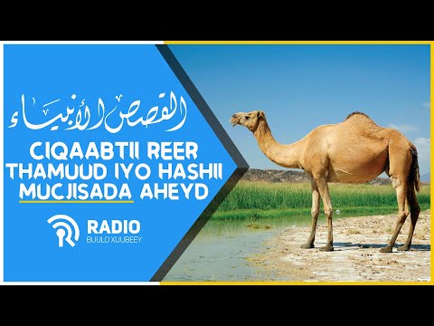 Qisooyinka Nabiyada ᴴᴰ┇Hashii Mucjisada aheyd Iyo Ciqaabtii Reer Thamuud