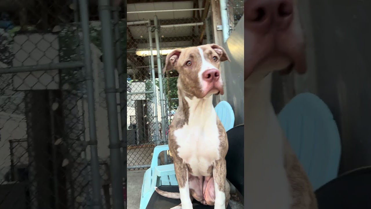 Ilayda video preview